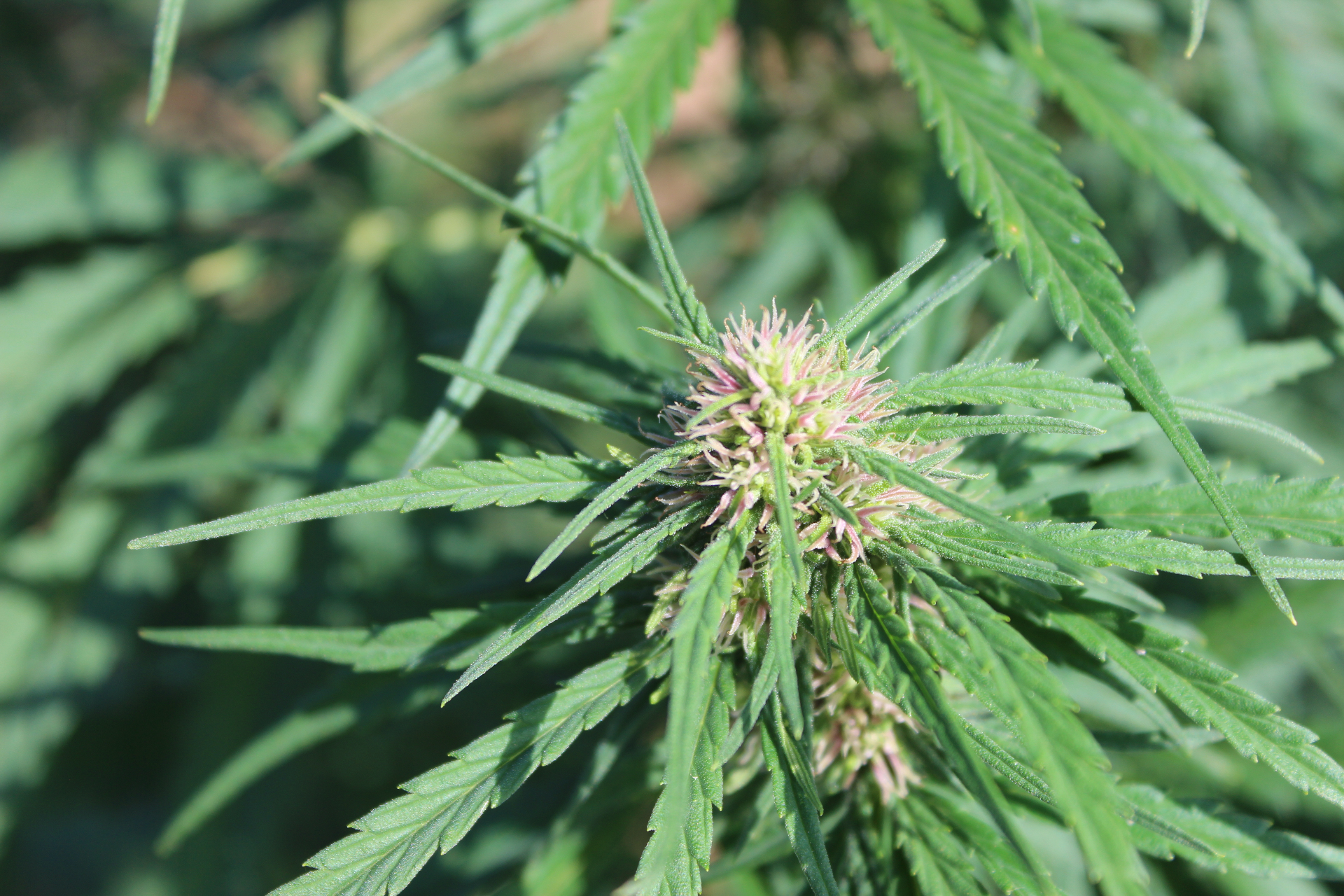Wat is full spectrum CBD?