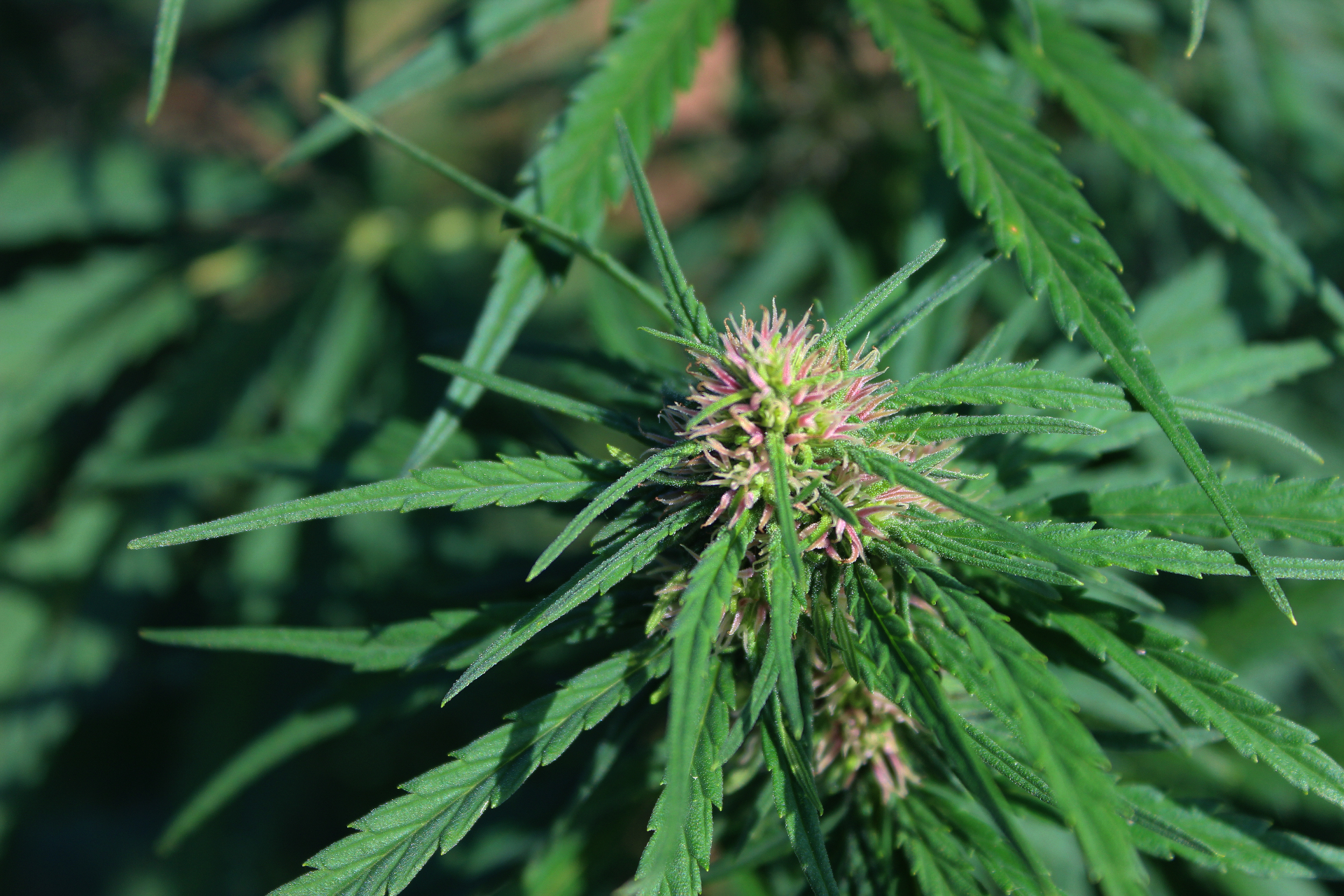Outdoor organic hemp from northern Italy